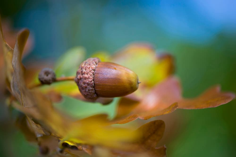 From little Acorns by Jacky Parker — canvas wall art