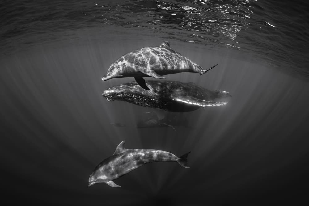 Ocean Whale And Dolphins by Barathieu Gabriel — canvas wall art