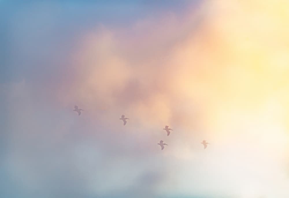 Dreamy Bird Flight by Courtney Crane — canvas wall art