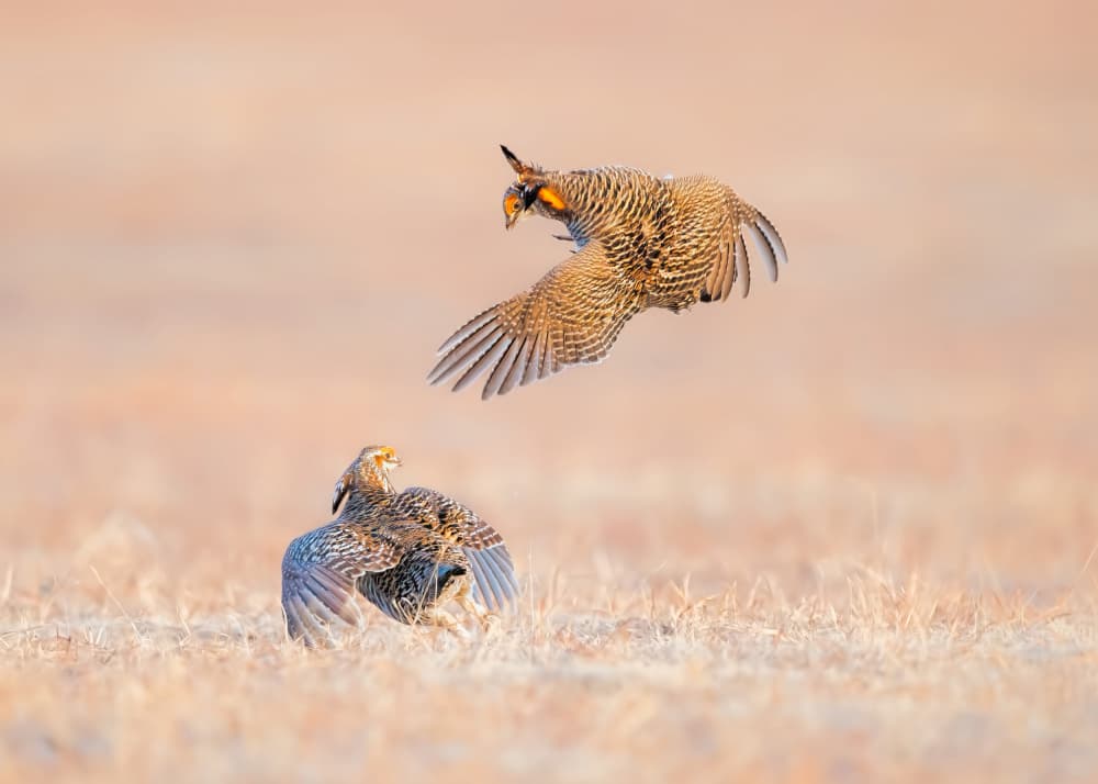 Greater Prairie Chicken by Jun Zuo — canvas wall art