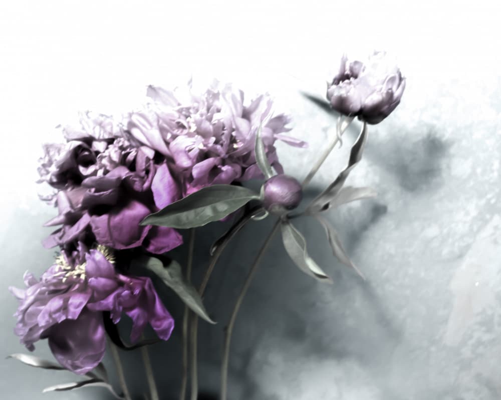 Vintage Purple Peonies by Michele Frechette — canvas wall art