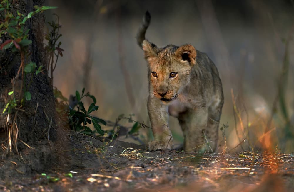 Curious Lion Cub by Giuseppe DAmico — canvas wall art