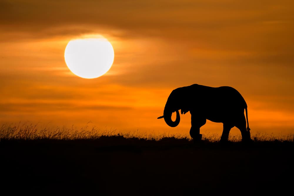 Majestic Elephant Silhouette by Xavier Ortega — canvas wall art