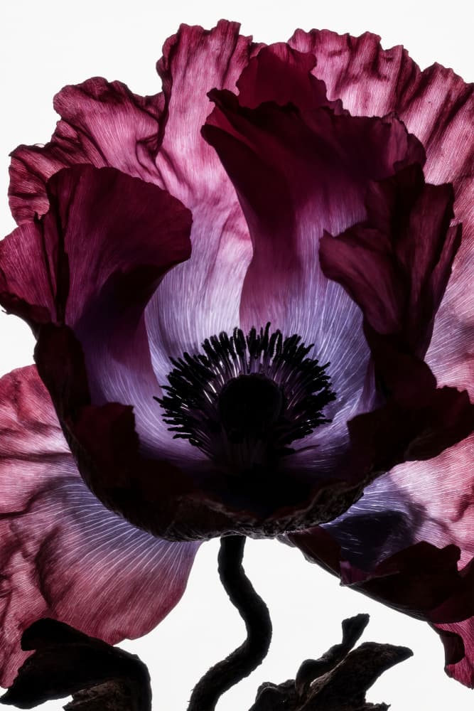 Backlit Poppy Drama by Minorstep — canvas wall art
