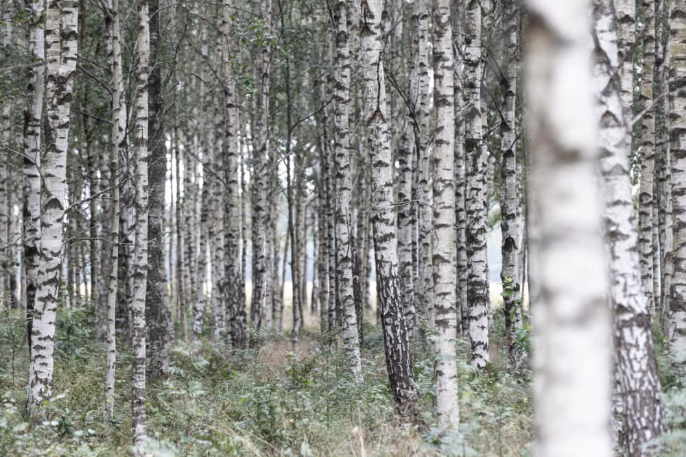 Birch Trees 20 by Mareike Böhmer — canvas wall art