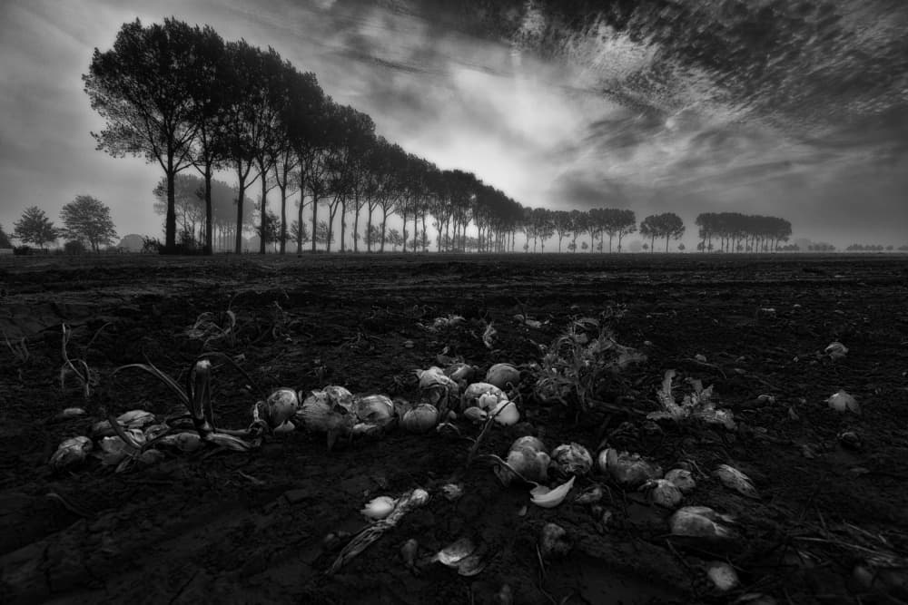 Dramatic Trees and Field by Corry DeLaan — canvas wall art