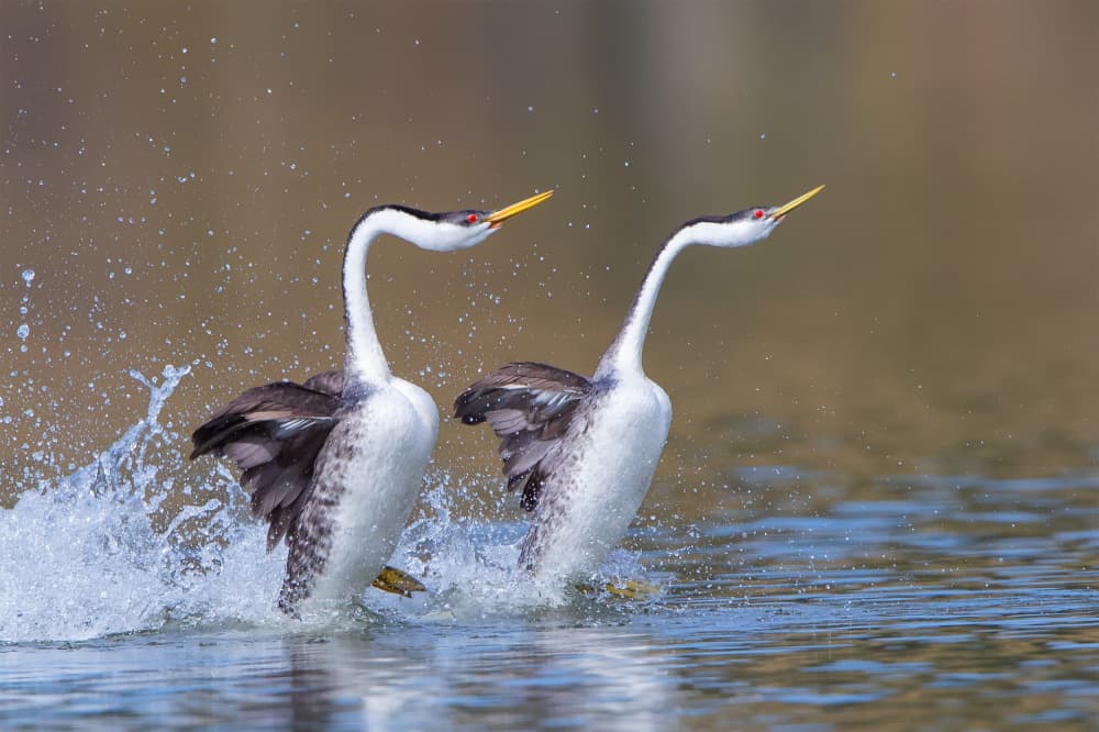 Grebe Courtship Dance by Bill Lu — canvas wall art