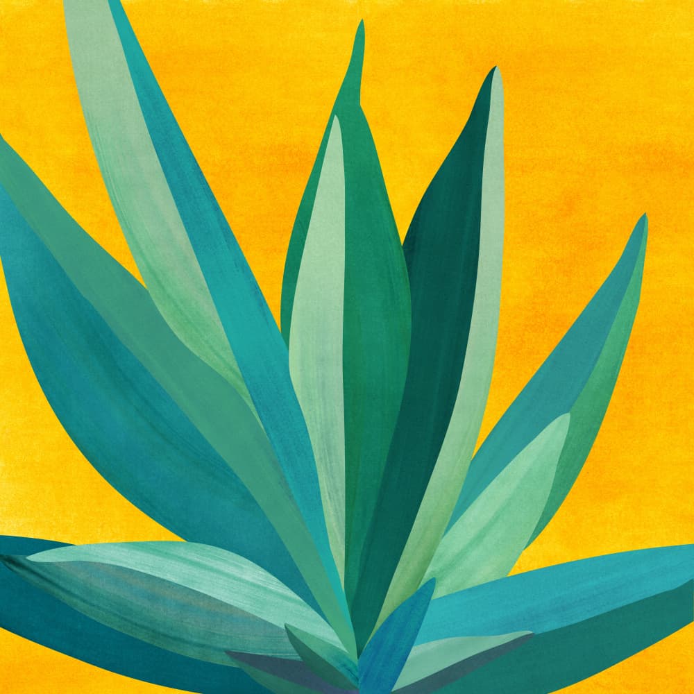 Colorful Agave 6 by Kristian Gallagher — canvas wall art