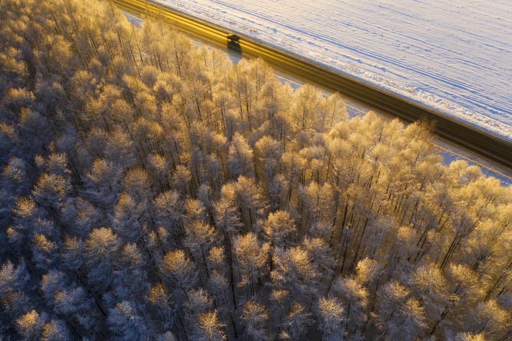 Golden Forest Road by Dmitry Doronin — canvas wall art