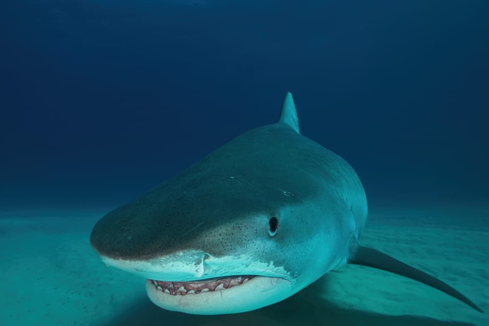 Majestic Tiger Shark by Serge Melesan — canvas wall art