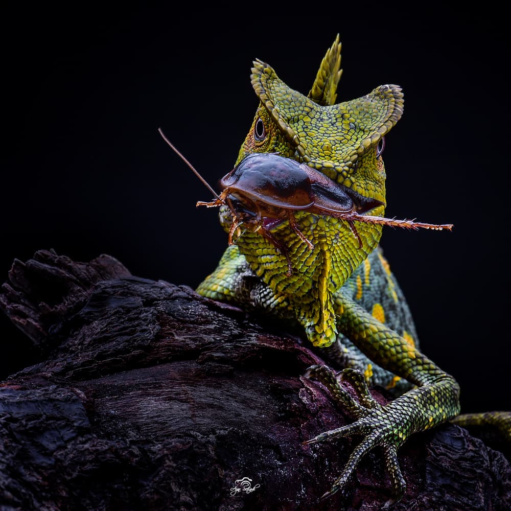 Horned Lizard's Feast by Ajar Setiadi — canvas wall art