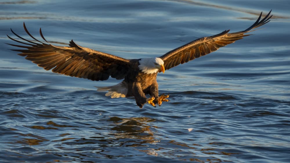 Bald Eagle Fishing by John Fan — canvas wall art
