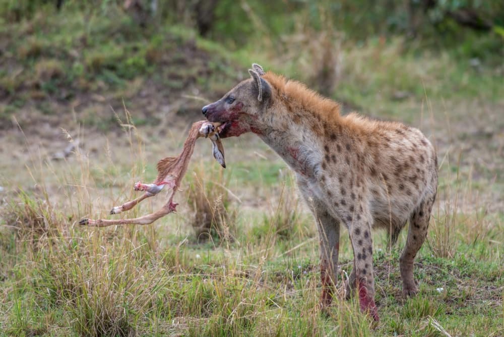 Spotted Hyena Kill by Jeffrey C. Sink — canvas wall art