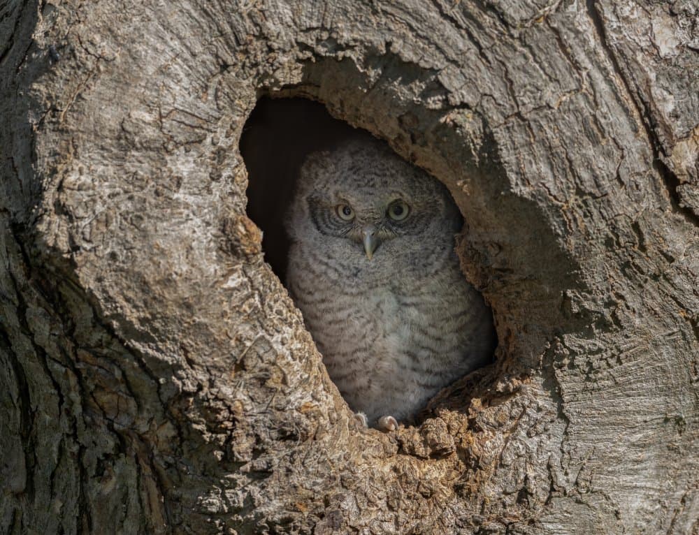 Hidden Owl in Tree by Jasmine Suo — canvas wall art