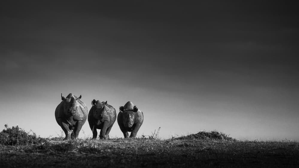 African Rhino Trio by Mohammed Alnaser — canvas wall art