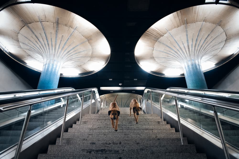 Dogs Ascending Modern Subway by Heike Willers — canvas wall art