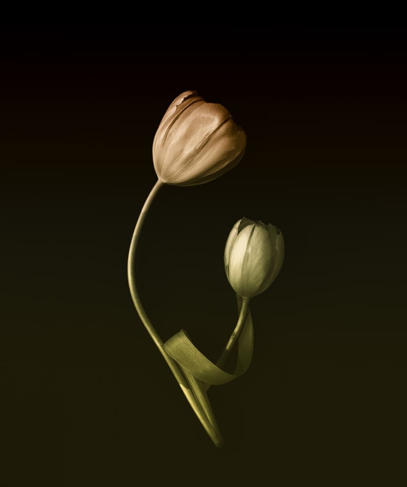 Muted Tulip Embrace by May G — canvas wall art