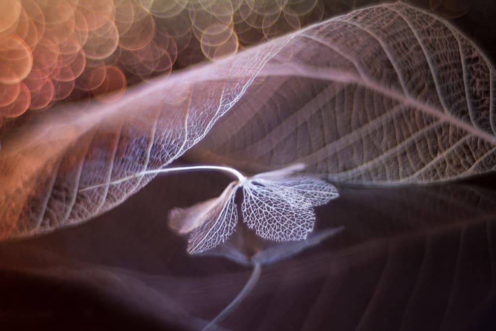 Ethereal Skeleton Leaves by Shihya Kowatari — canvas wall art