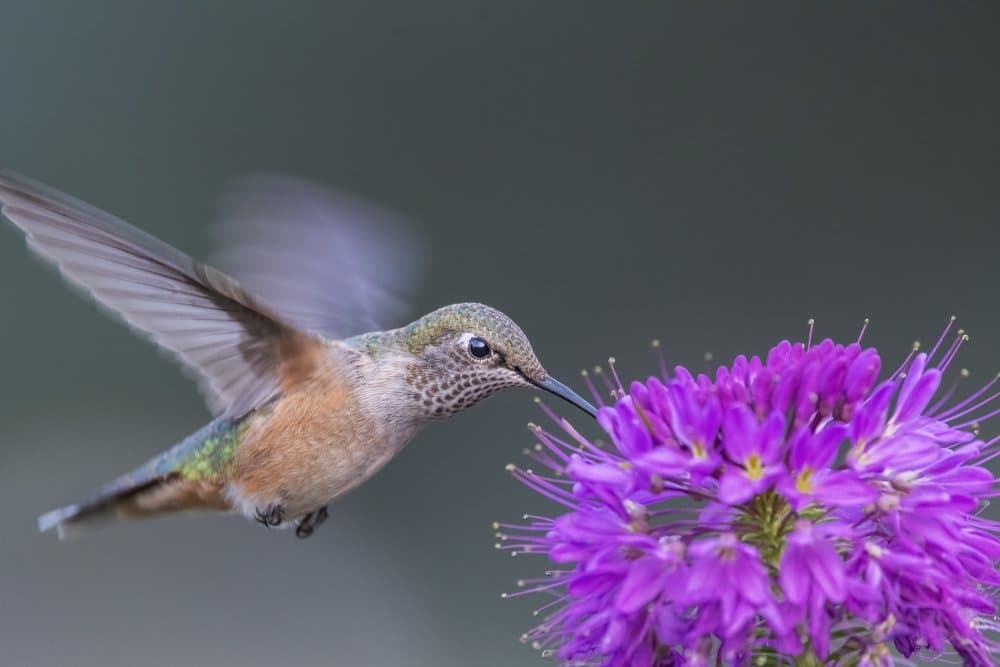 Hummingbird Purple Blossom by Jacob (Jian) Xu — canvas wall art