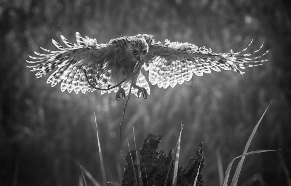 Flying Owl with Snake by Angela Muliani Hartojo — canvas wall art
