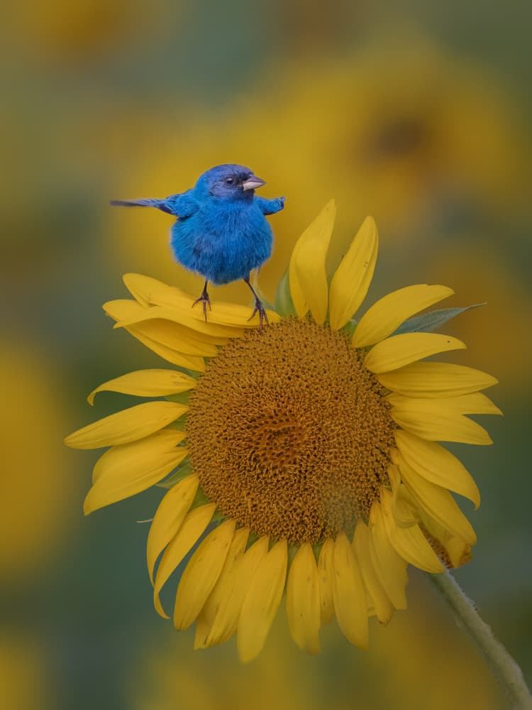 Blue Bird on Sunflower by Jacob (Jian) Xu — canvas wall art