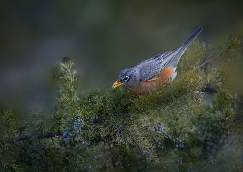 Robin with Blue Berries by Dennis Zhang — canvas wall art