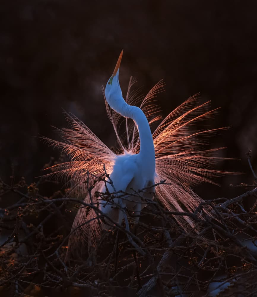 Golden Egret Display by Sheila Xu — canvas wall art