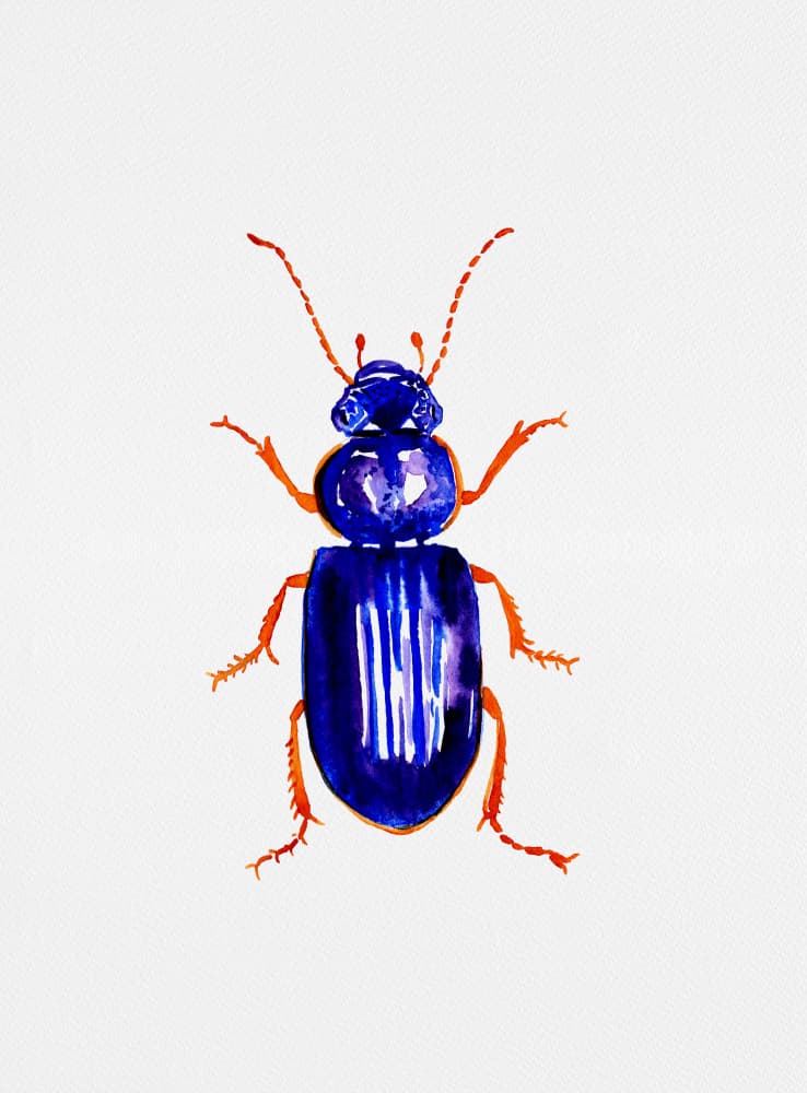 Watercolor Blue Beetle by Kata Botanical — canvas wall art