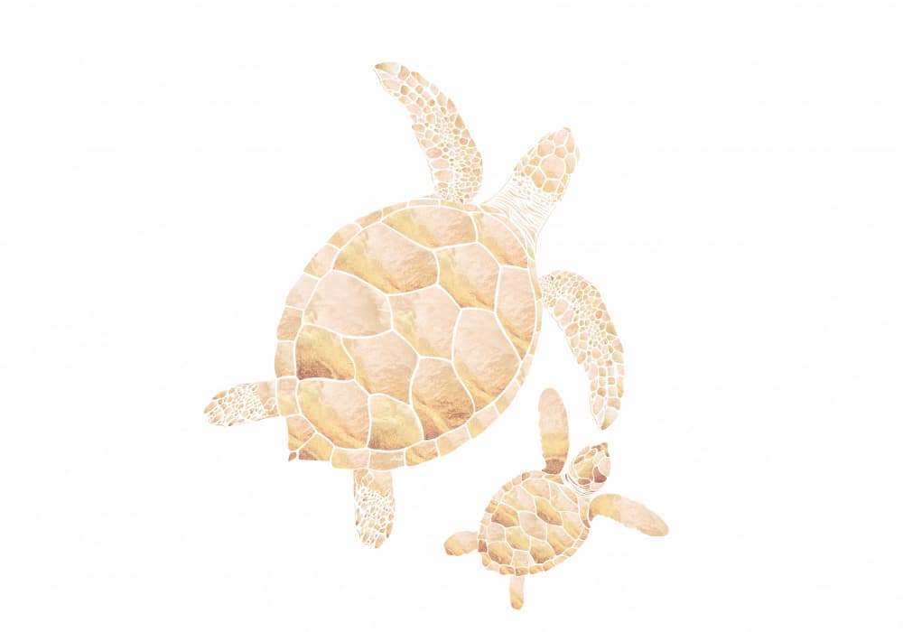 Mother Baby Turtles Swimming by Sarah Manovski — canvas wall art