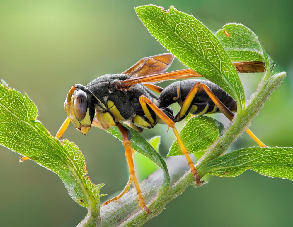Detailed Wasp On Leaf by Atul Saluja — canvas wall art