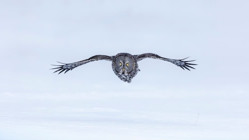 Majestic Owl Flight by Jun Zuo — canvas wall art
