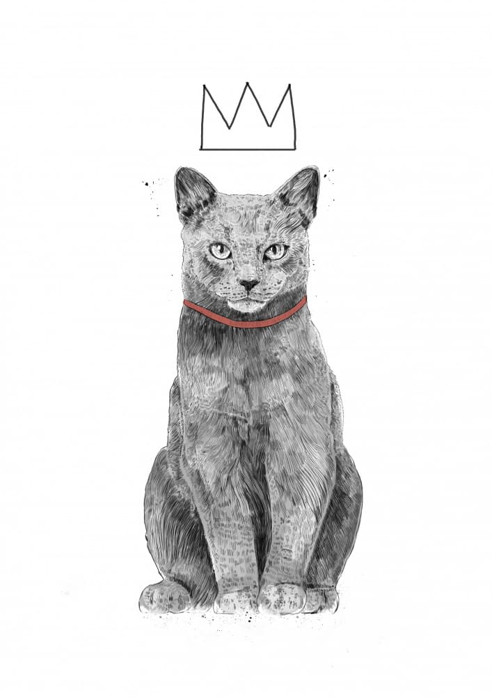 Proud Cat Crown by Balazs Solti — canvas wall art