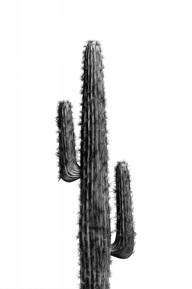Striking Saguaro Cactus by amini54 — canvas wall art