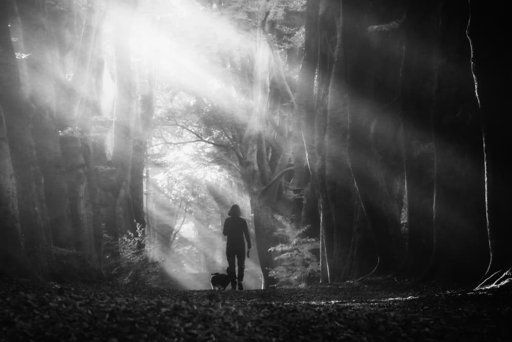 Misty Forest Sun Rays by Hilda van der Lee — canvas wall art