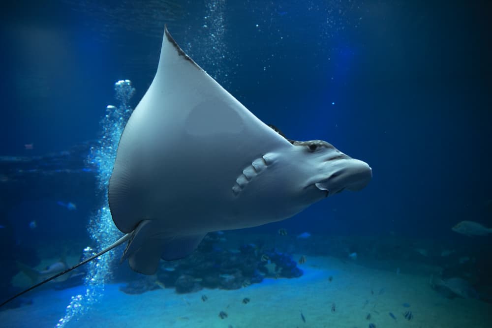 Majestic Ocean Ray by AYMAN KHRBAWE — canvas wall art