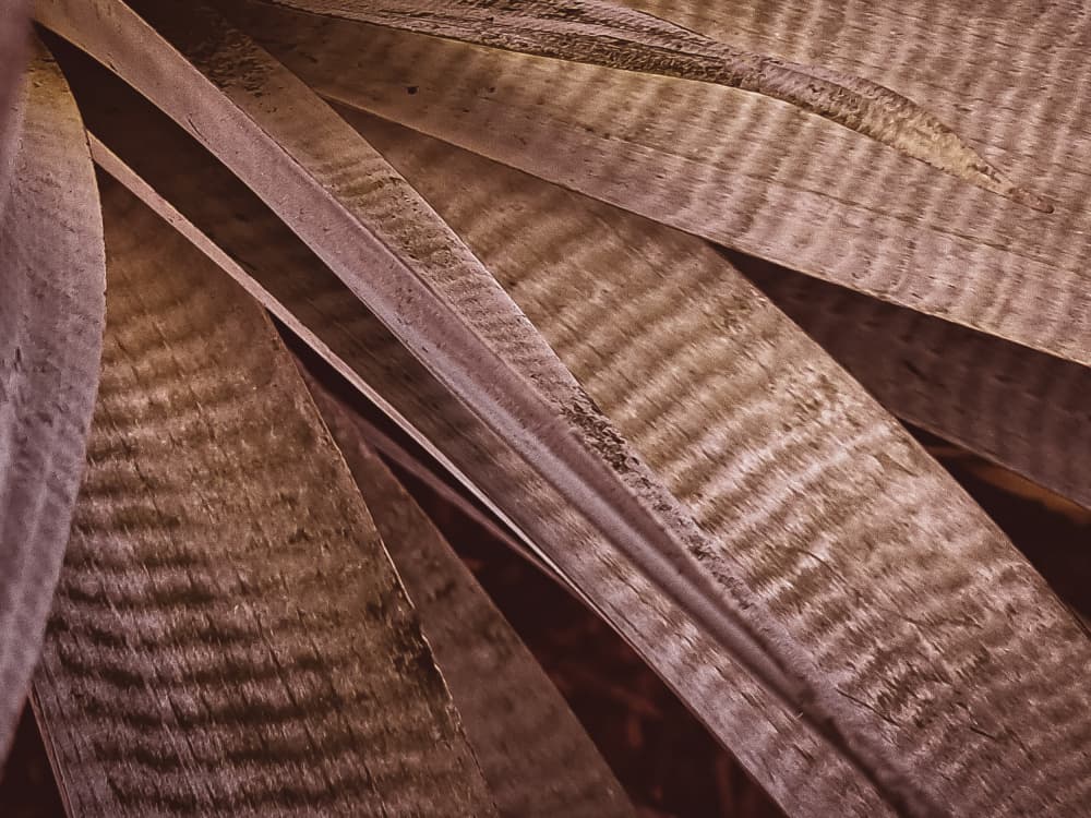Earthy Striped Leaves by Stephanie Klatt — canvas wall art