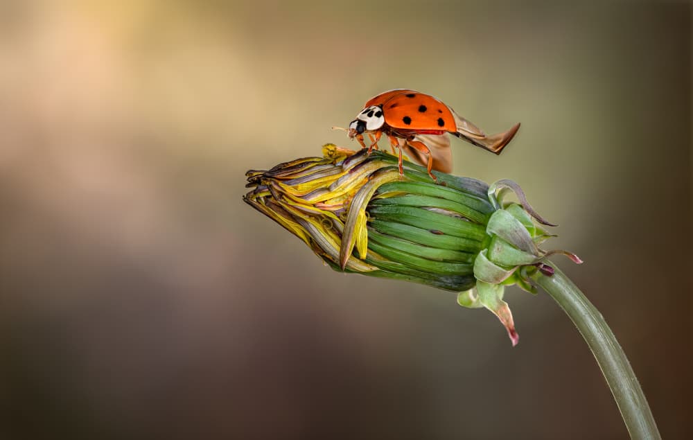 Ladybug Unfolds Wings by Atul Saluja — canvas wall art