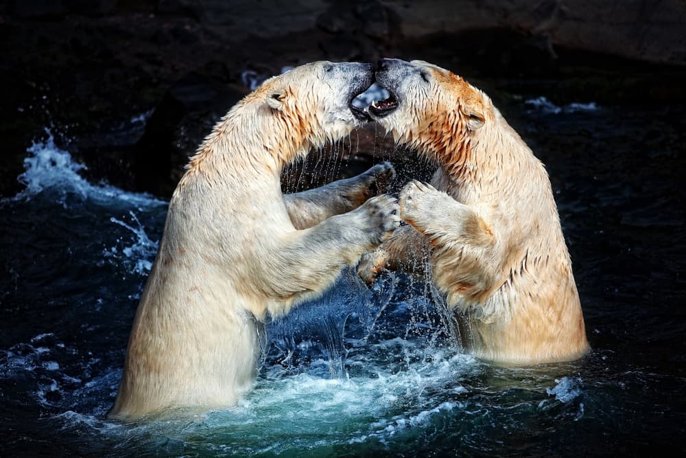 Polar Bears Wrestling by Antje Wenner-Braun — canvas wall art