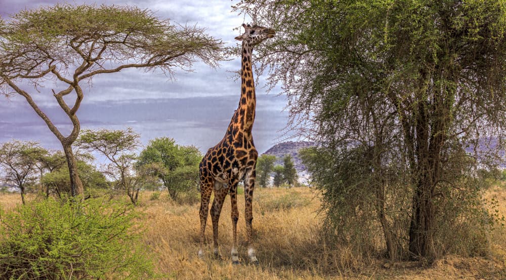 African Savanna Giraffe by Jois Domont ( J.L.G.) — canvas wall art