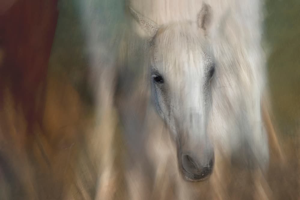 Ethereal White Horse by Milan Malovrh — canvas wall art