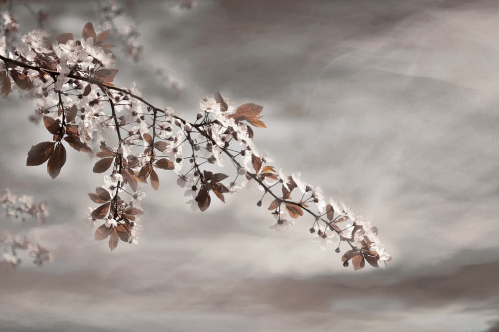 Dreamy Blossom Branch by Christina Sillen — canvas wall art