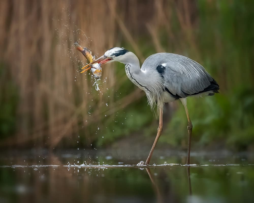 Heron Fishing Action by Annie Poreider — canvas wall art