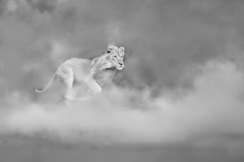 Ethereal Lion Run by Jun Zuo — canvas wall art