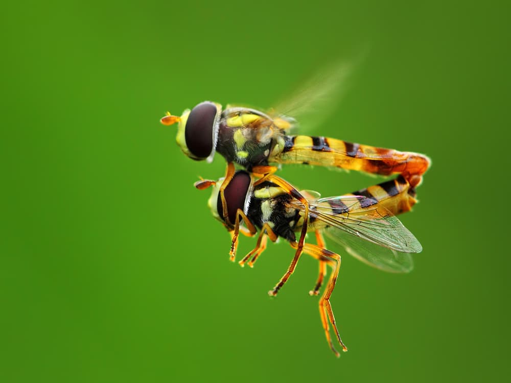 Mating Hoverflies in Flight by Gunarto Song — canvas wall art