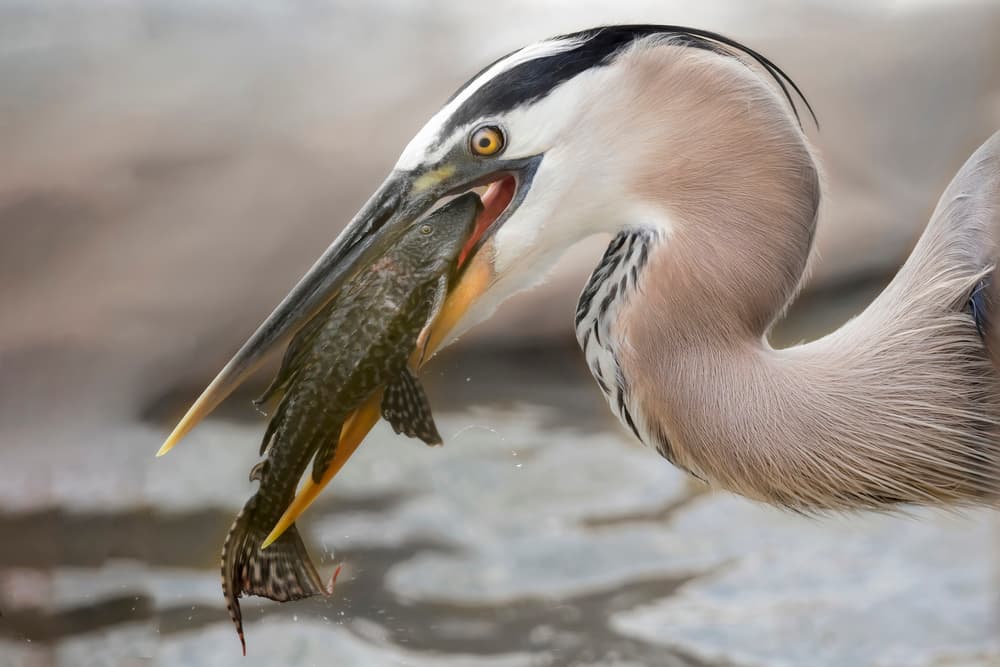 Blue Heron Eating Pleco by Linda D Lester — canvas wall art