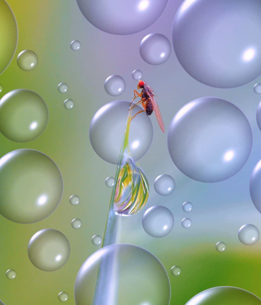 Vibrant Fly and Bubbles by Thierry Dufour — canvas wall art
