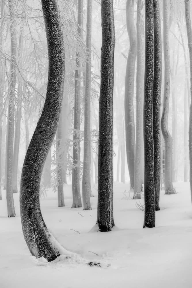Misty Winter Forest by Tom Pavlasek — canvas wall art