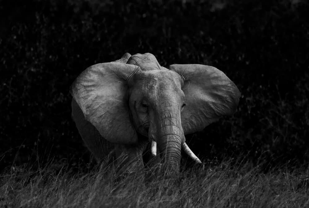 Majestic African Elephant by Allen SDCA — canvas wall art