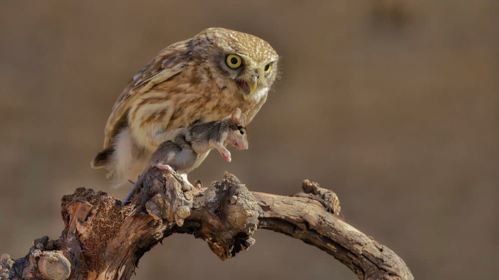 Fierce Owl Hunts Mouse by David Manusevich — canvas wall art