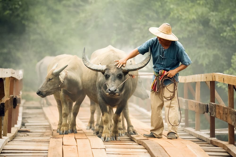 Asian Farmer's Buffalo by ADIREK M — canvas wall art